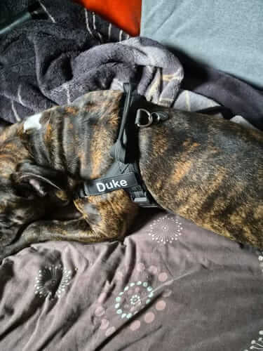 Zoe D.